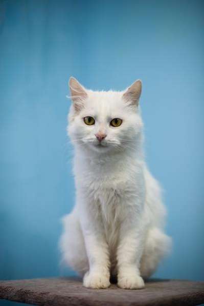 Милая и ласковая Бэлла ищет дом в Москве фото 6