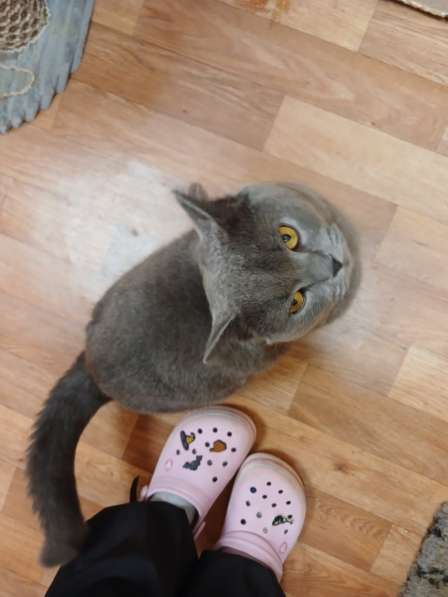 Британский кот Винтер ждет заботливых хозяев в Москве