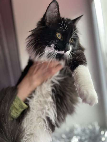 Скромный котик Гарри ищет семью! в Москве фото 6