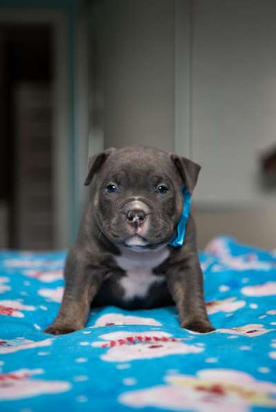 Американский Булли