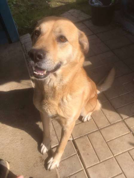 Отдам в хорошие руки