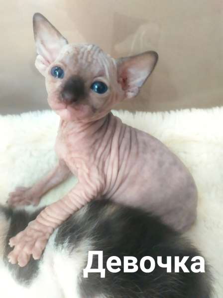 Котята Донского сфинкса в фото 3