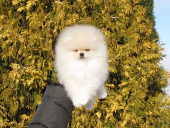 Щенок померанский шпиц мальчик с родословной (доставка) в