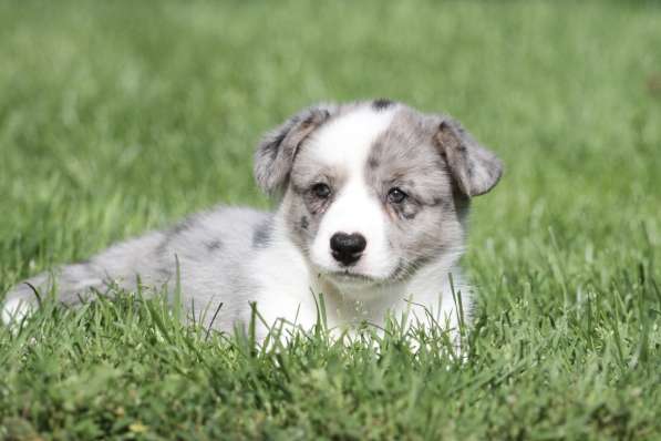 Вельш корги кардиган-мальчик в Москве фото 4