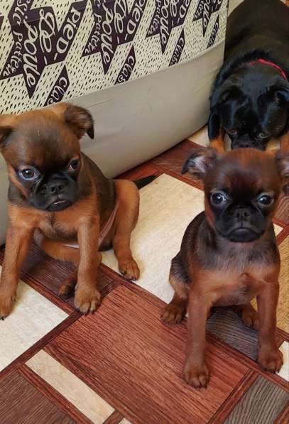 Щенок Пти брабансон в Белой Калитве фото 3