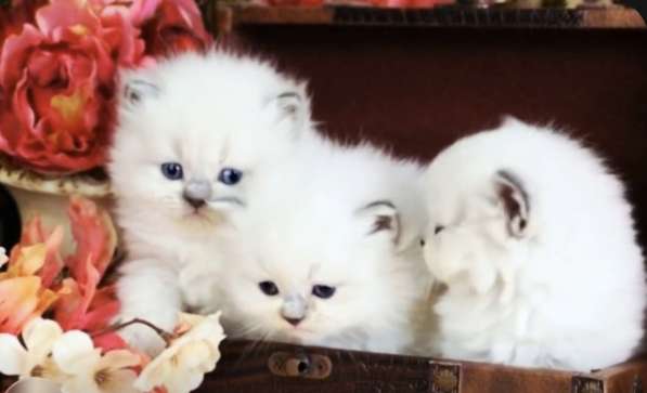 Самые нежные кошечки Рэгдолл в Москве