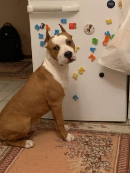 Найдена собака, щенок