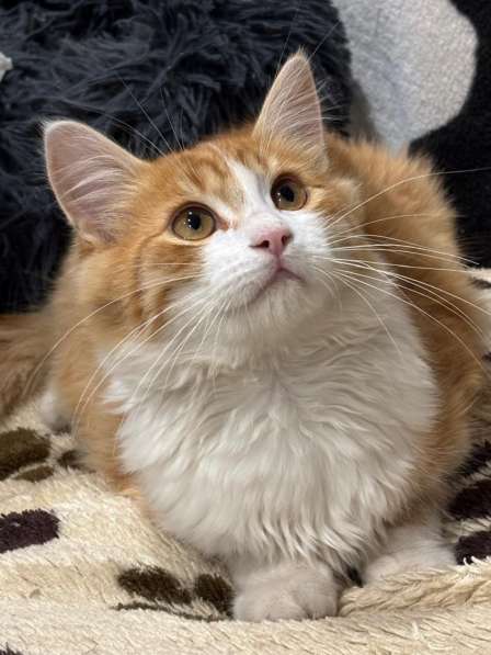 Котенок в добрые руки. Рыжий Лео в Москве