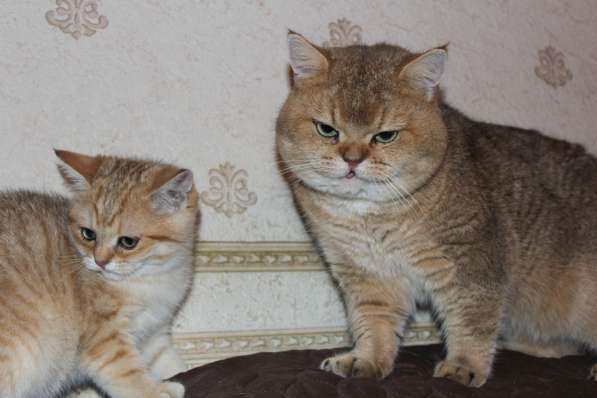 Британский кот золотого окраса в Москве фото 3