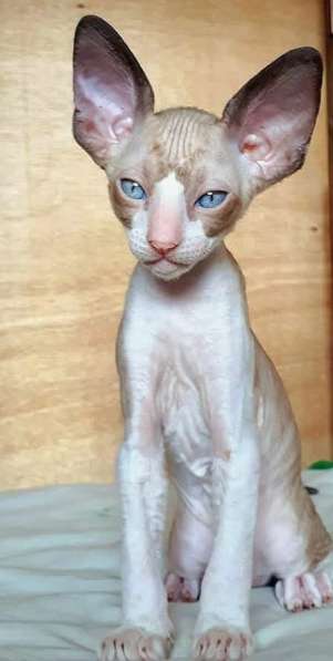 Кудрявые котята Корниш рекс в фото 6