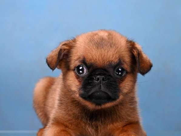 Пти-брабансон рыжий мальчик в Москве