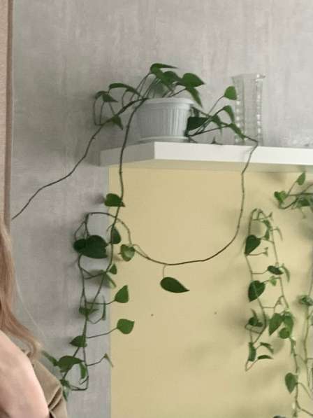 Комнатные растения