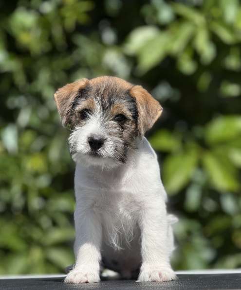 Кобель Джек Рассел терьера в Санкт-Петербурге фото 3