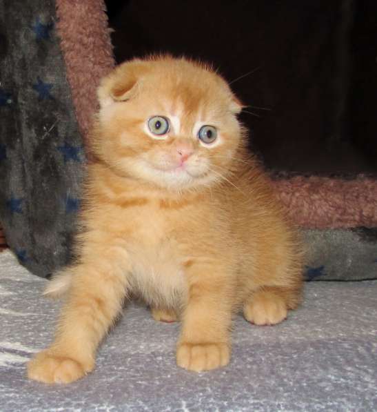 Шотландские котята в Санкт-Петербурге фото 3