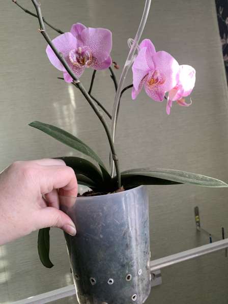 Орхидея в Брянске фото 3