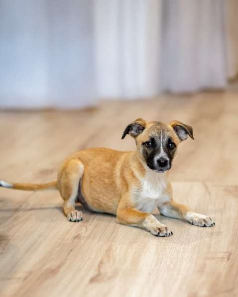 Комочек ласки и нежности Лизи ищет дом