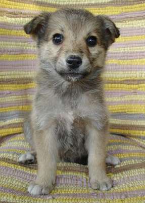 Щенки 2,5 месяца, мальчики в Санкт-Петербурге фото 3