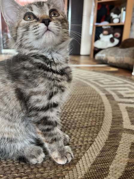 Котята в Белово фото 3