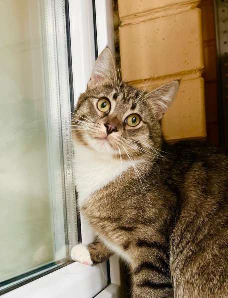 Молоденький полосатый котик Арчи в добрые руки в Москве фото 7