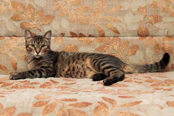 Кошечка Мотя мечтает о доме! в Москве фото 3