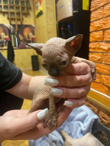 Коты в Крымске