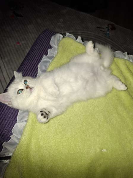 Британские котята в