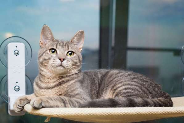 Красавец серо-голубой котик-подросток Костя в добрые руки в Москве фото 9