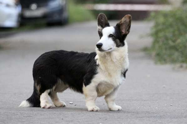 Вельш корги кардиган-мальчик в Москве фото 6