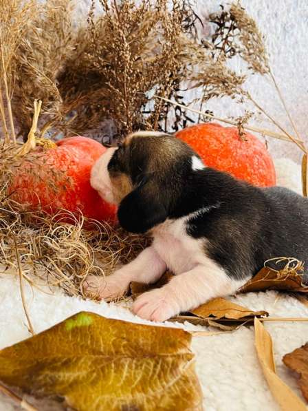 Бигль в Уссурийске