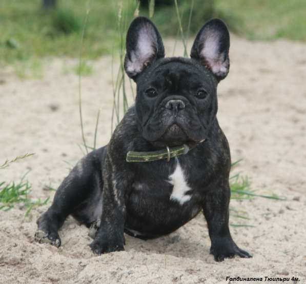 Французский бульдог подрощенные тигровые девочки в Москве фото 7