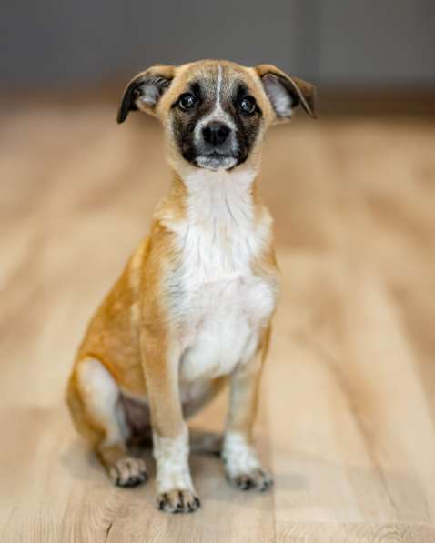 Лизи ищет дом!