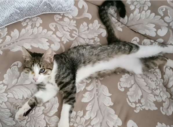 Котёнок Кит в дар