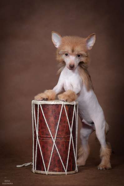 Голый мальчик Китайской хохлатой собаки в Москве фото 5