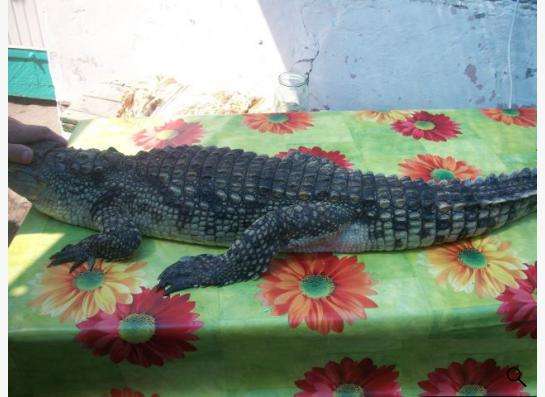 Нильский крокодил в Краснодаре