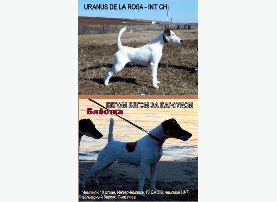 Щенки Фокстерьера в фото 7