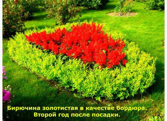 Саженцы бирючины золотистой в Калуге фото 10