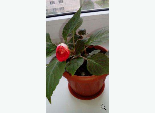 Комнатные цветы- АЛОЭ_ВЕРА в Екатеринбурге