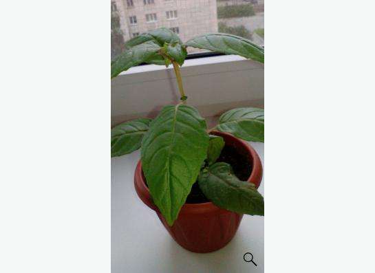 Комнатные цветы- АЛОЭ_ВЕРА в Екатеринбурге фото 6