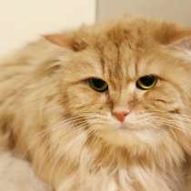 Подойдет ли вам кошечка Кася, в Москве