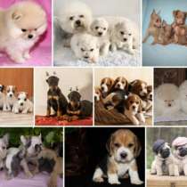 Питомник щенков Сахалин, в Южно-Сахалинске