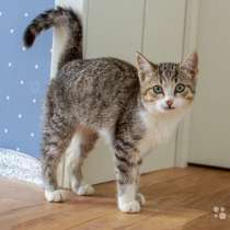 Милые домашние девочки-котята Мурочка и Масенька, в Москве