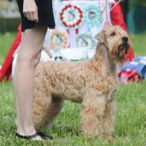 Щенки Мягкошерстного пшеничного терьера, в Нижнем Новгороде