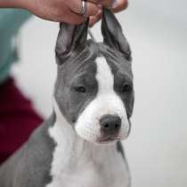 Голубые щенки амстаффа (АСТ), в Москве