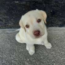 Щеночки лабрадора, в Иркутске