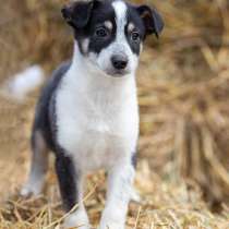 Малышка Фирджиния, добрый, ласковый щеночек в добрые руки, в Санкт-Петербурге