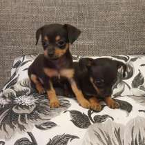 Той терьер Чита, в Чите