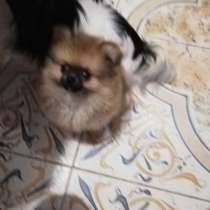 Шикарные щенки померанского шпица из питомника - медвежий ти, в г.Минск