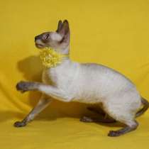 Девушка шоколадка, в Москве