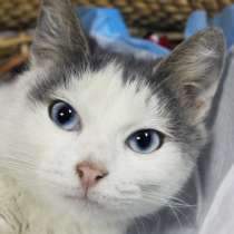 Леди Анна-Изабелла ищет верного друга, в Москве