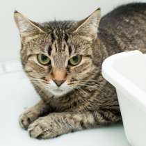 Кошечка Млада, в Москве